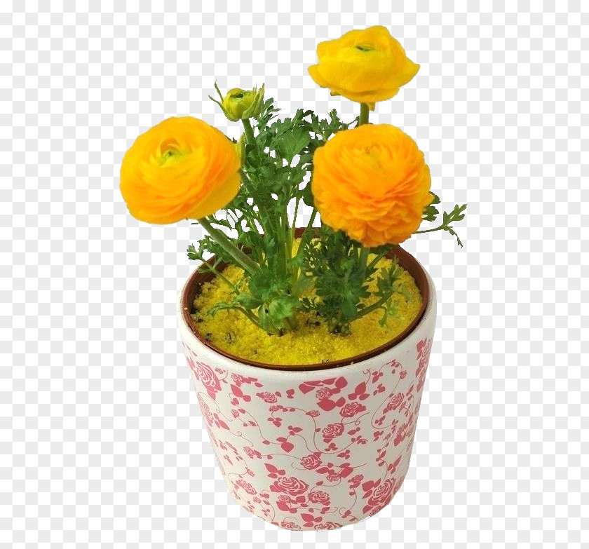 Yellow Peony Bonsai Moutan PNG