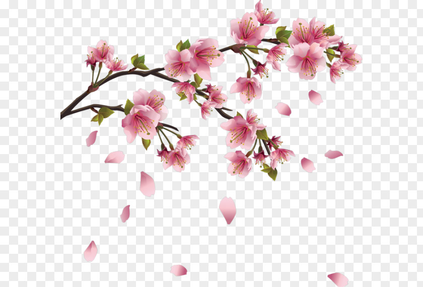 Falling Petals Cherry Blossom Clip Art PNG