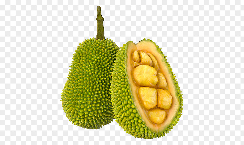 Jackfruit Cempedak 3D Modeling TurboSquid PNG