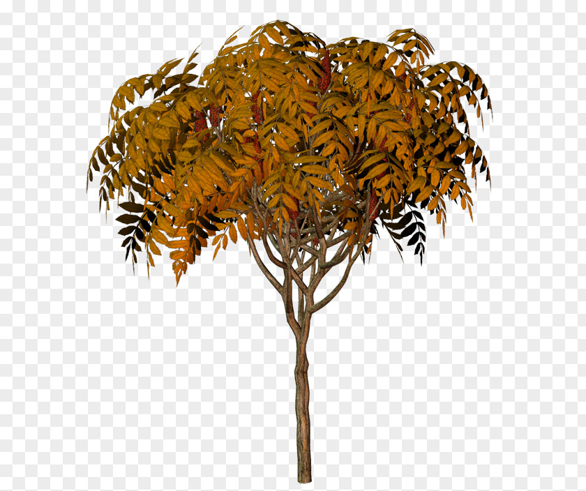 Leaf Twig Plant Stem Flowerpot PNG