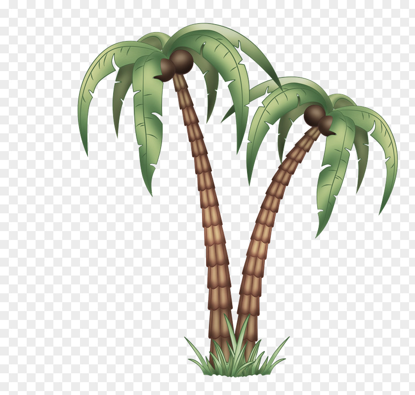 Woody Plant Leaf Palm Tree PNG