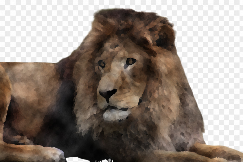 Fur Masai Lion Wildlife PNG