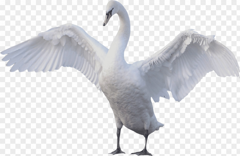 Goose Swan Mute Bird PNG