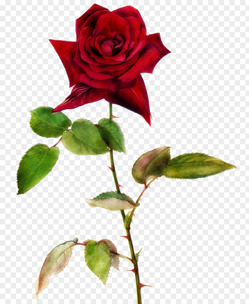 Rose Flower Desktop Wallpaper Clip Art PNG