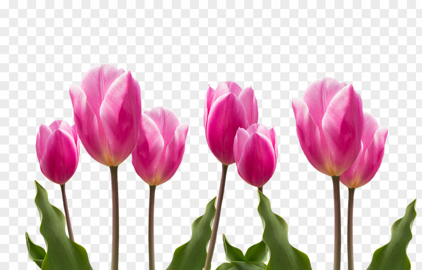 Tulip Flower Plant Pink PNG