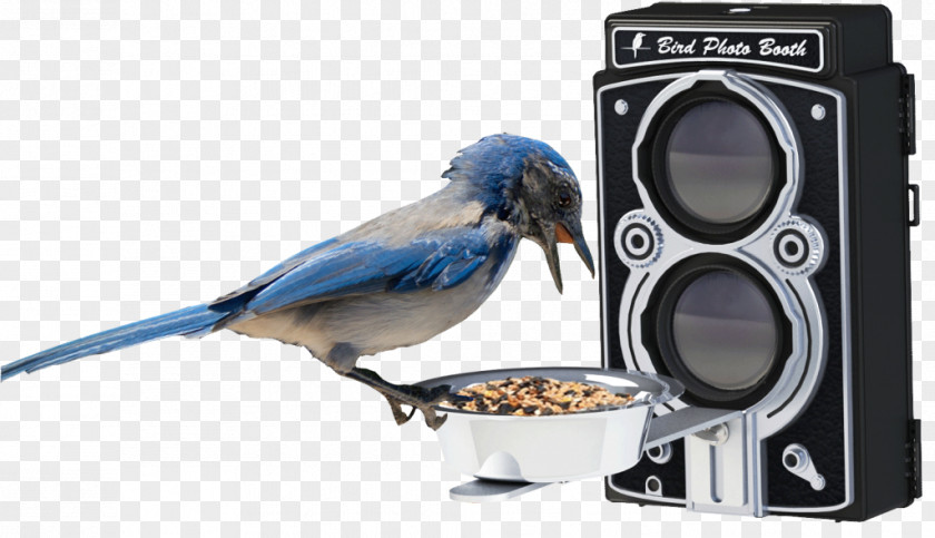 Bird Hummingbird Feeders Food Feeding PNG