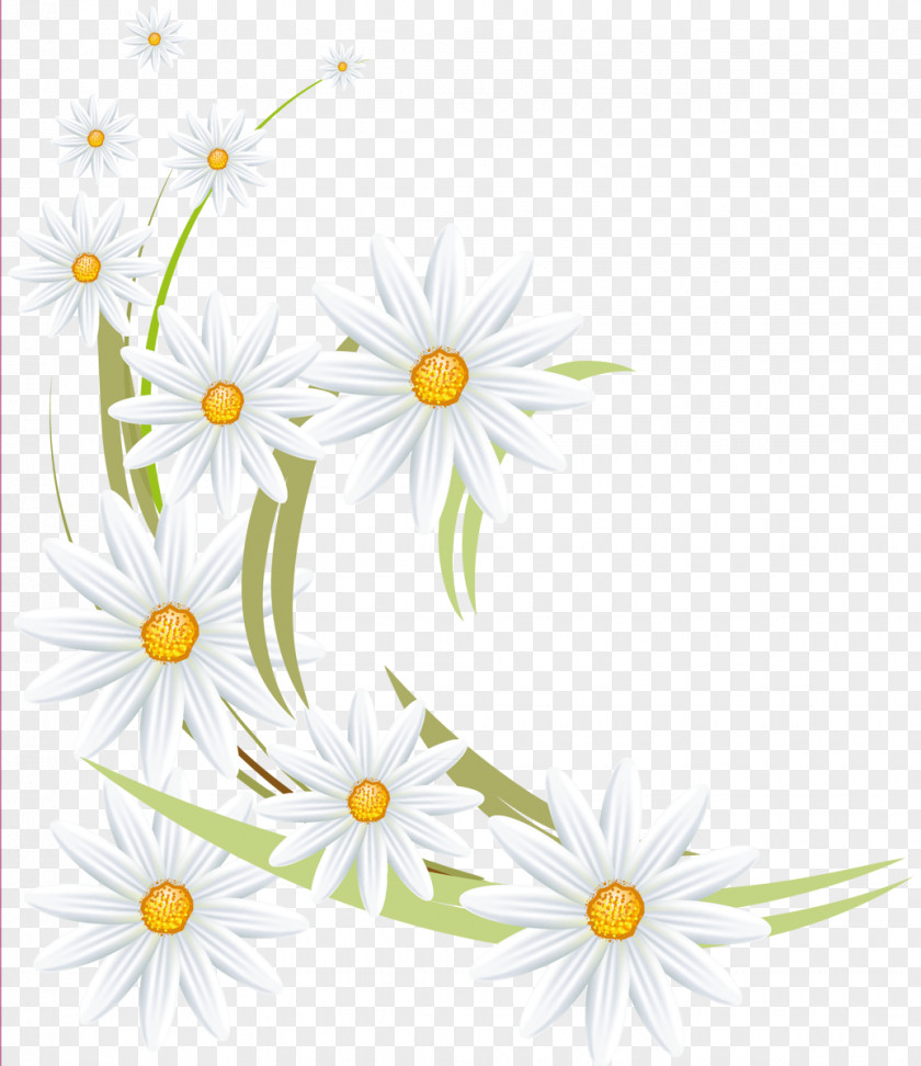 Camomile Oxeye Daisy Flower Family German Chamomile Roman PNG