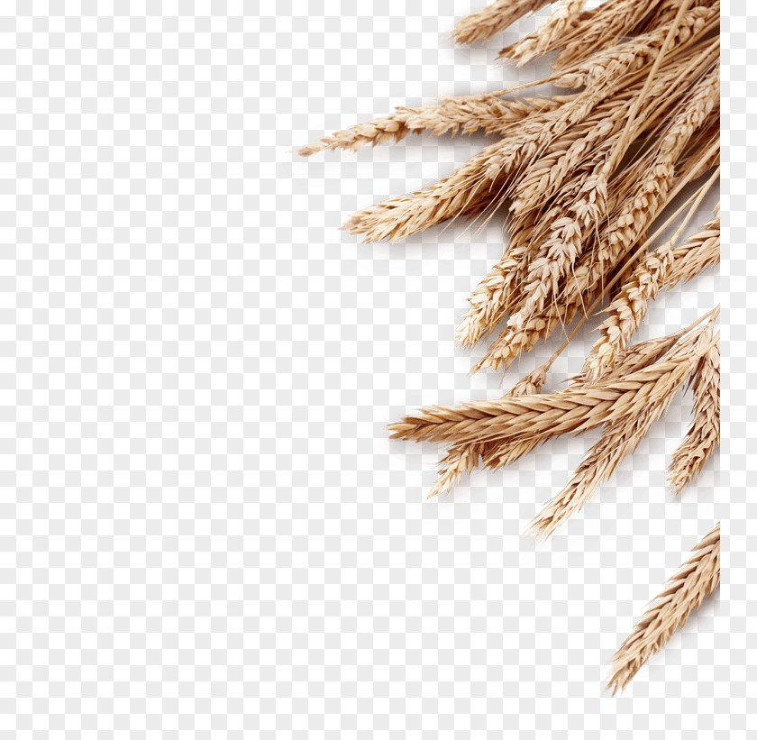 Ear Emmer Cereal Stock Photography Sheaf PNG