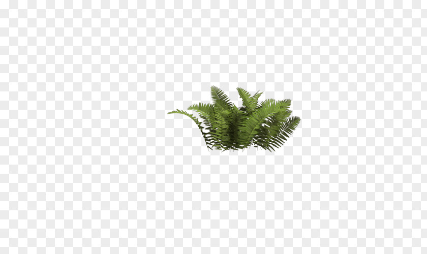 Forest Grass Shrub Tree Clip Art PNG