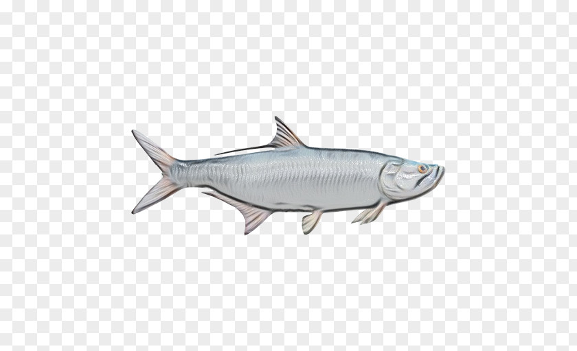 Rayfinned Fish Salmon Osmeriformes Bony-fish Products PNG