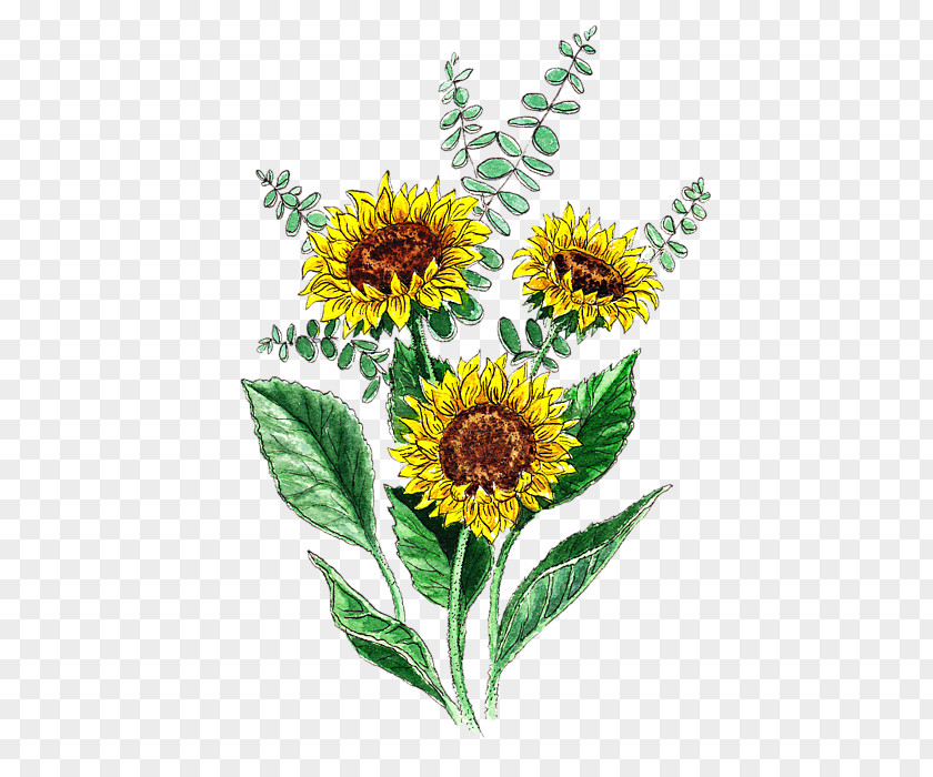 Sunflowers Common Sunflower Seed Daisy Family Cut Flowers PNG