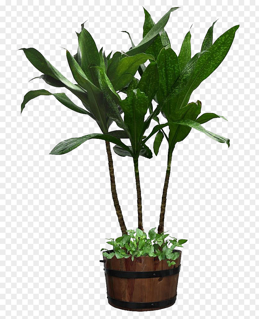 Three Iron Yemen Houseplant Flowerpot Ornamental Plant PNG