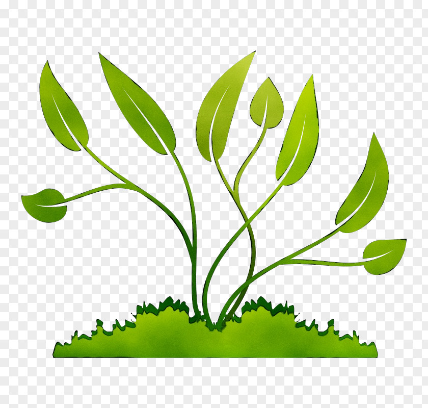 Clip Art Plants Transparency Image PNG