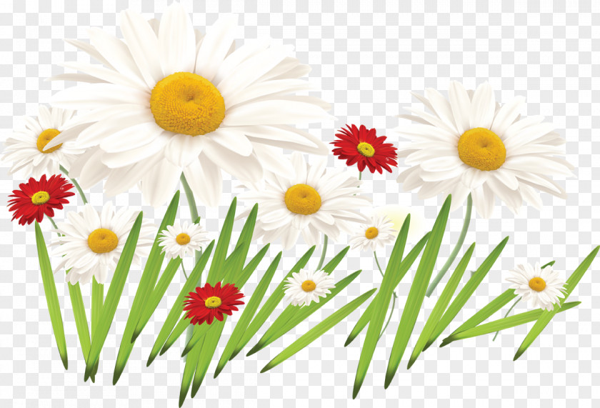 Flower Drawing Color Floral Design Clip Art PNG