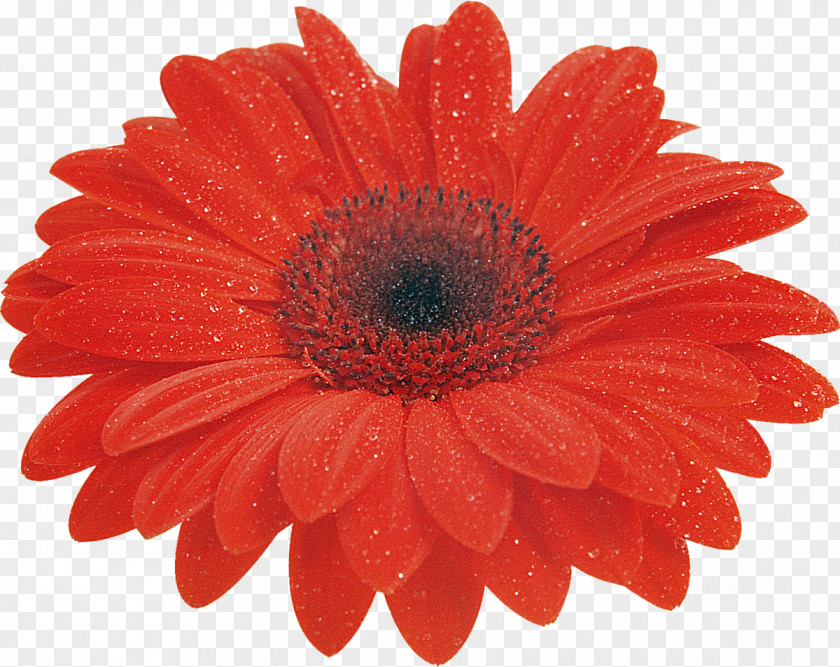 Flower Transvaal Daisy Cut Flowers Clip Art Red PNG
