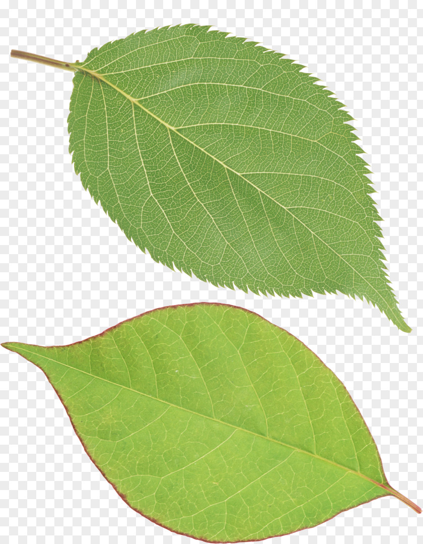 Green Leaf Wallpaper PNG