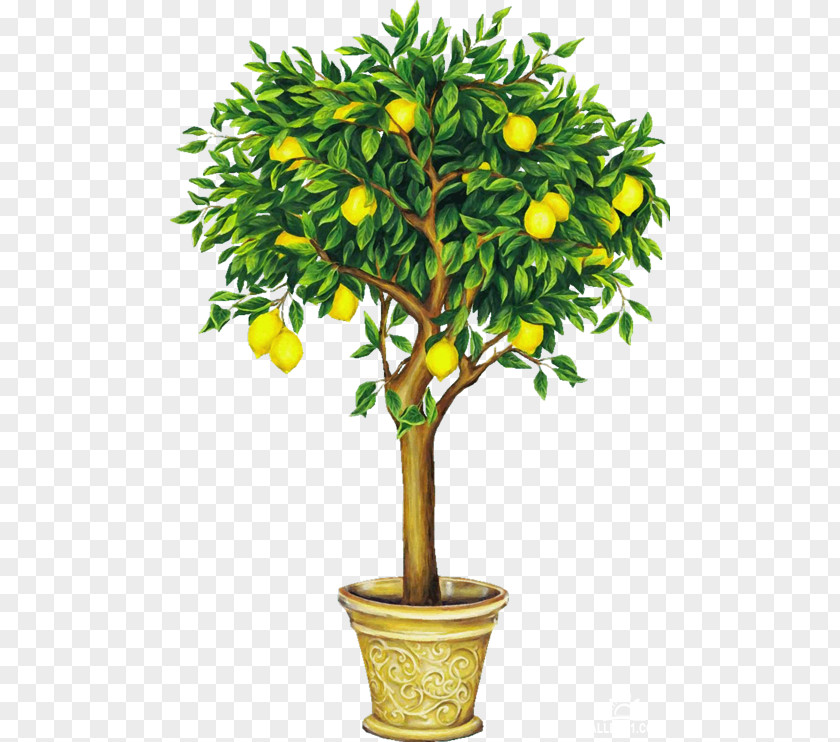 Lemon Drawing Fruit Tree Clip Art PNG