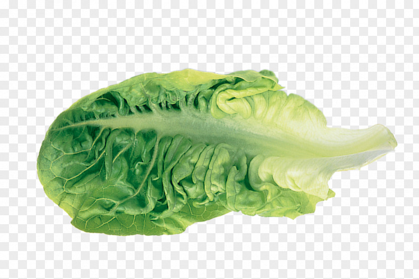 Lettuce Romaine Leaf Vegetable PNG