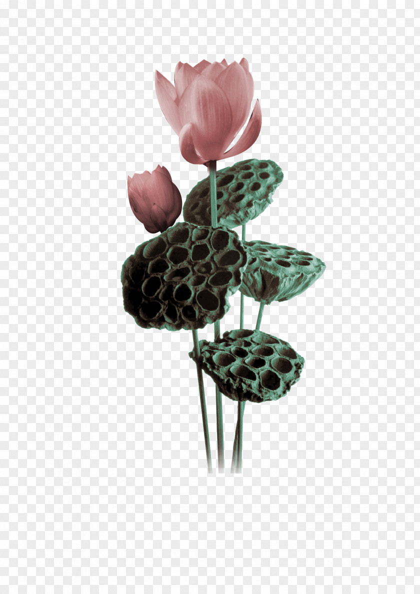 Shower Nelumbo Nucifera PNG