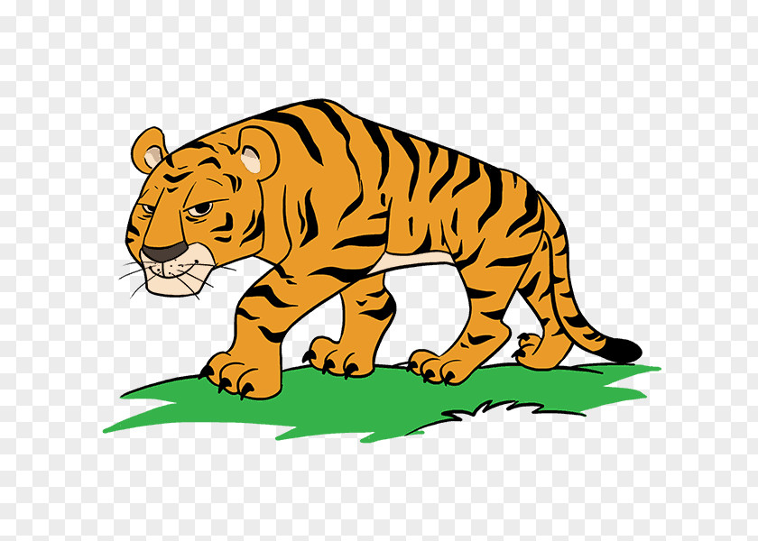 Tiger Cartoon Drawing Clip Art PNG