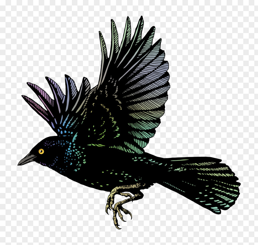 Blackbird Flying Common American Crow Cross Fox Flight PNG