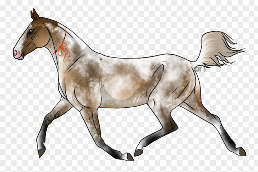 Chestnut Appaloosa Mustang Mare Pony Stallion PNG