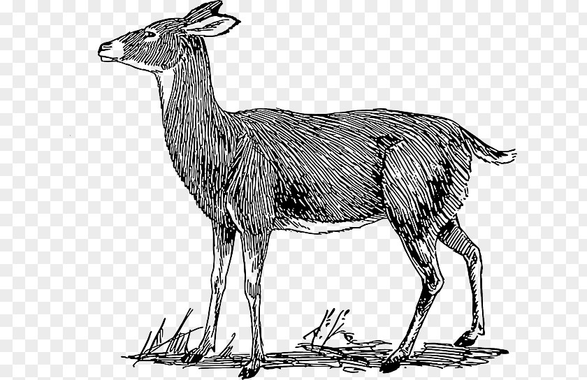 Drawing White-tailed Deer Clip Art PNG