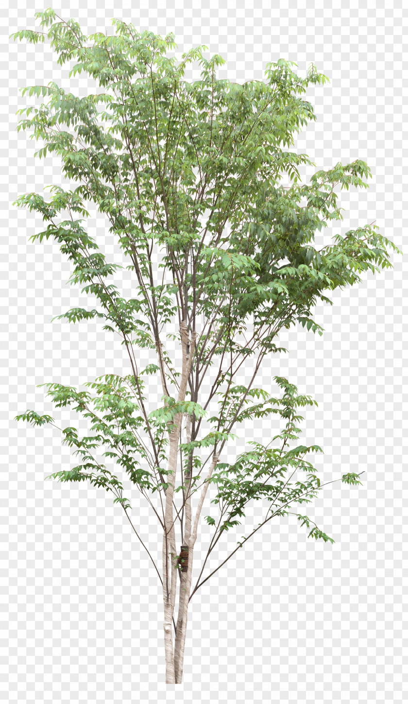 Green Tree Plant .dwg Clip Art PNG