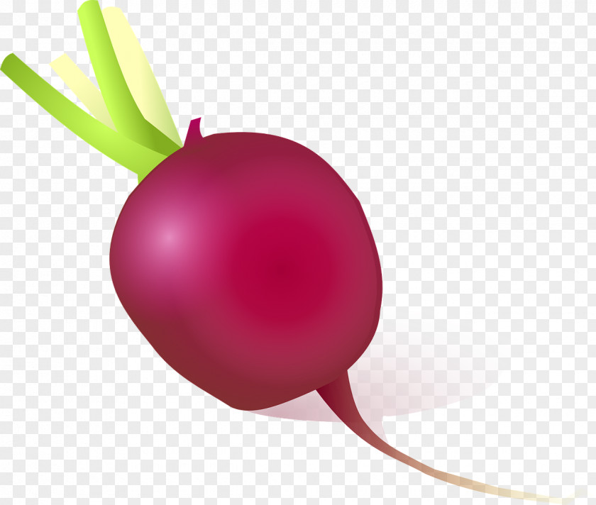 Purple Onion Daikon Vegetable Turnip Clip Art PNG