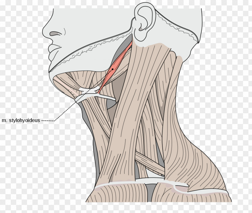 Sternocleidomastoid Muscle Omohyoid Human Body Neck PNG