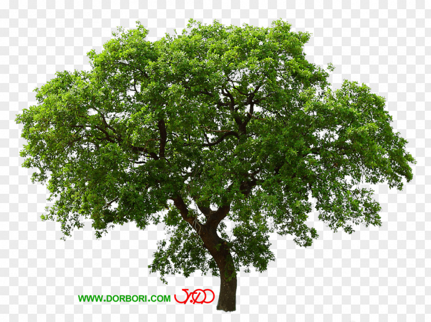 Tree Desktop Wallpaper Clip Art PNG