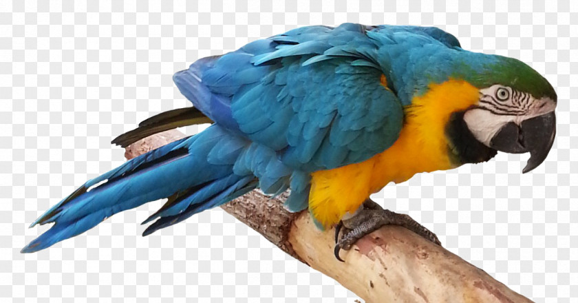 Bird Lovebird Budgerigar True Parrot Clip Art PNG