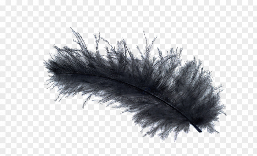 Black Feather Bird Light Stock.xchng PNG