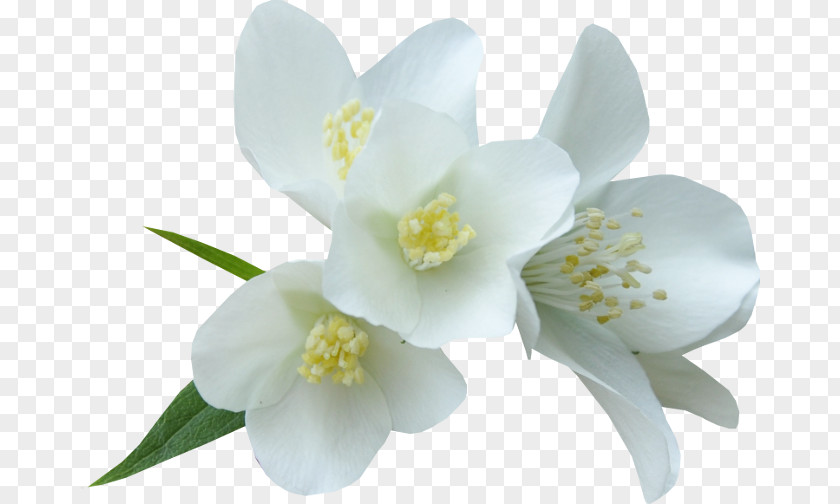 Flower White Color Clip Art PNG