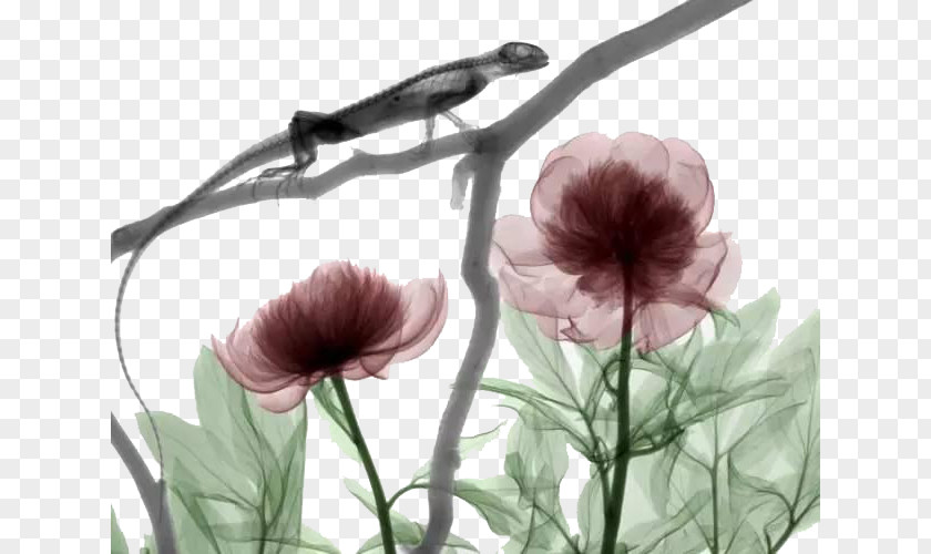 Hand-painted Flowers FIG Chameleon X-ray Light Medical Imaging Ionizing Radiation PNG