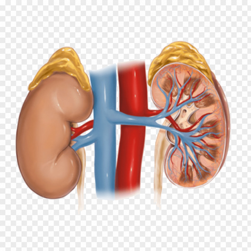 Health Hypertensive Kidney Disease Adrenal Gland PNG