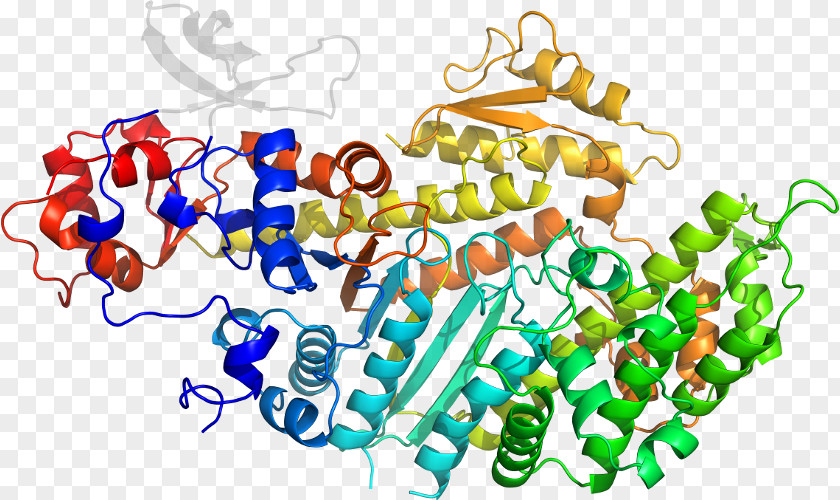 Myosin Motor Proteins Clip Art Organism Line Product Body Jewellery PNG