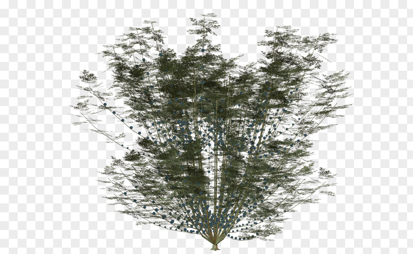 Plant Shrub Tree Larch Clip Art PNG
