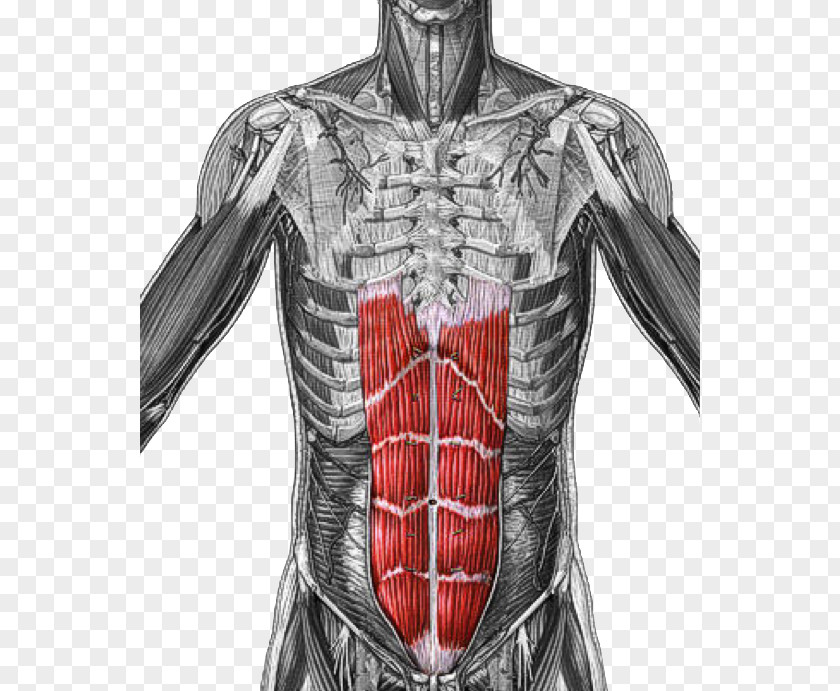 Rectus Abdominis Muscle Origin And Insertion Transverse Abdominal PNG