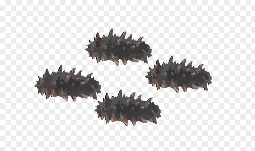 Sea Cucumber As Food Euclidean Vector PNG