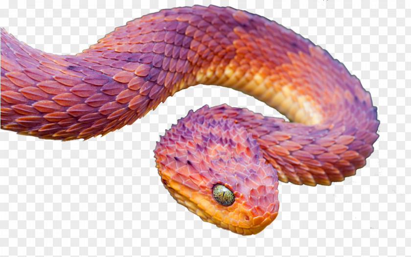 Snake Atheris Hispida Squamigera Reptile Chlorechis PNG