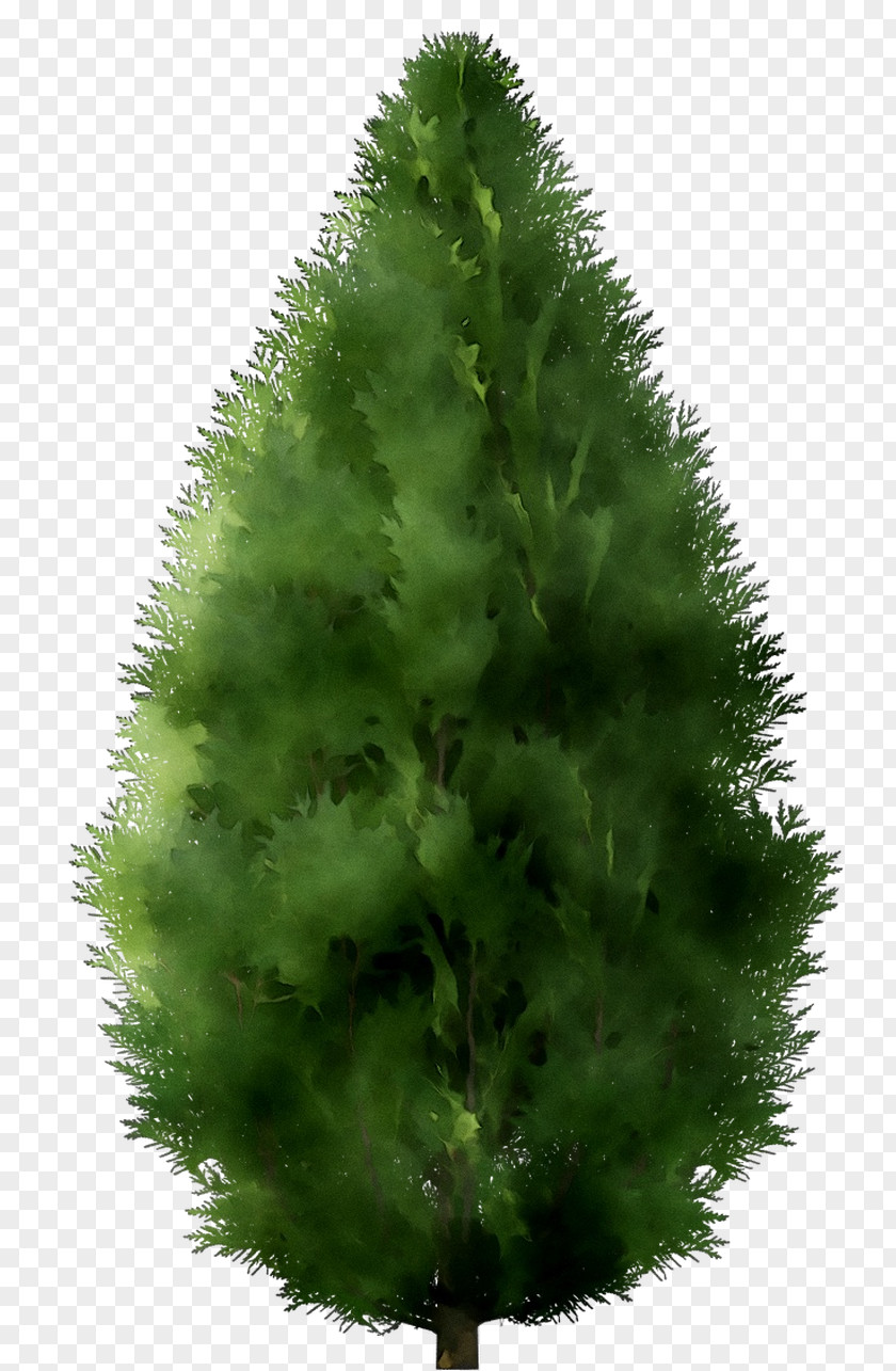 Spruce Fir Christmas Tree Pine Larch PNG
