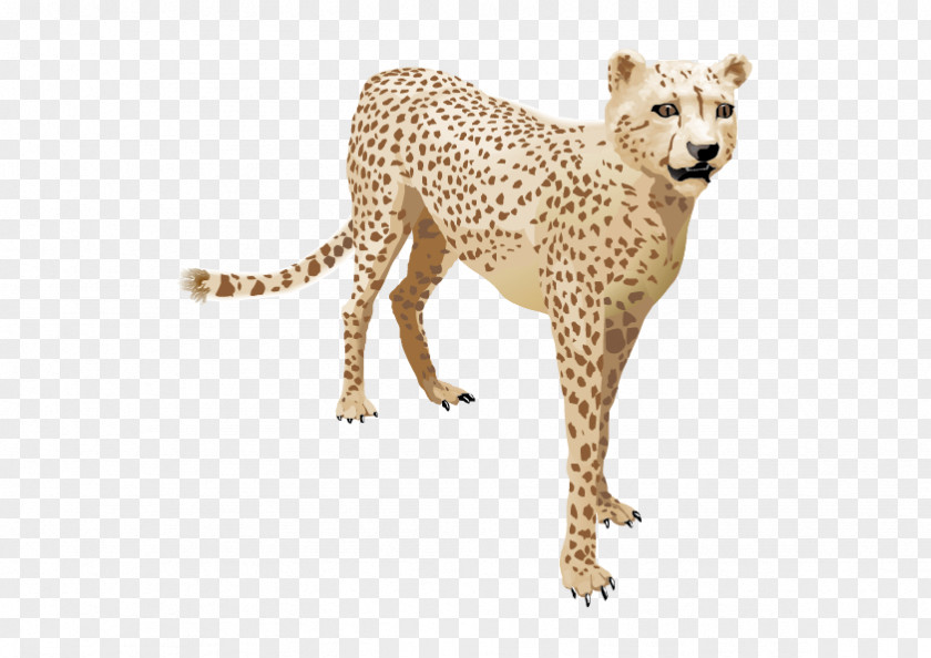 Vector Cheetah Leopard Felinae PNG