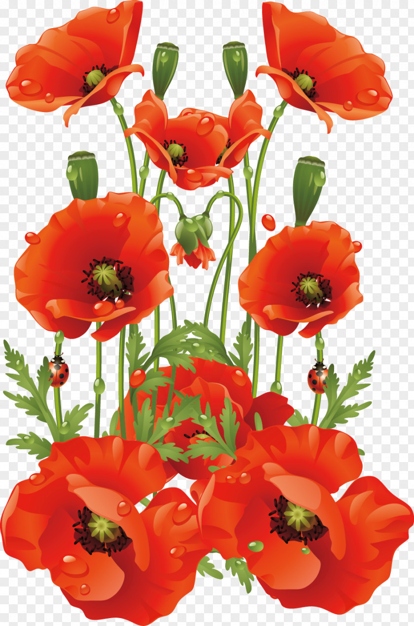 Hand-painted Flowers Background Material Common Poppy Flower California PNG