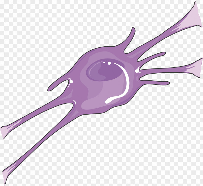 Neurology Oligodendrocyte Nervous System Neuron Meninges Neuroblast PNG