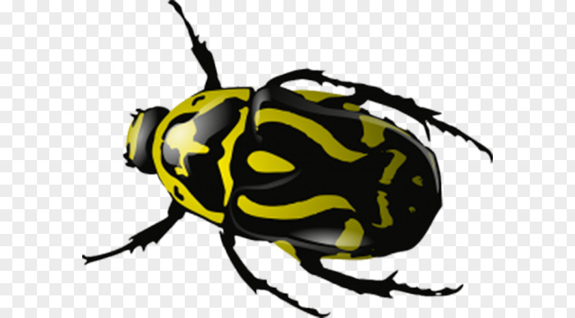 Yellow Markings Beetle 2017 Volkswagen Ladybird Clip Art PNG