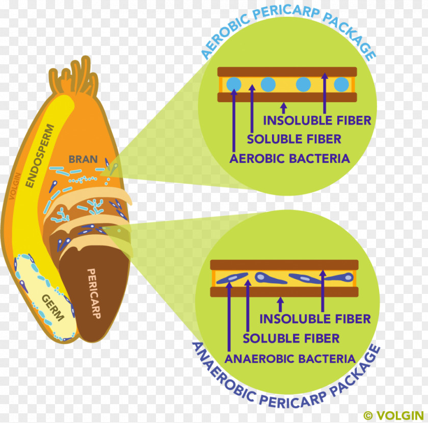 Anaerobic Organism Dietary Fiber Microbiota Gut Flora Bacteria Food PNG