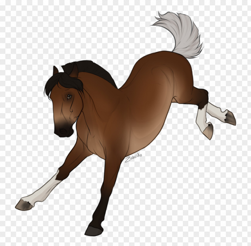 Mustang Mane Stallion Mare Pony PNG