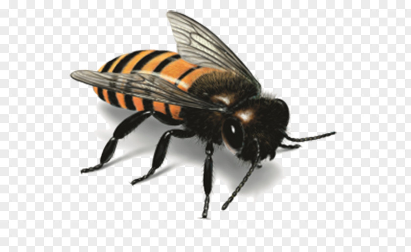 Striped Bee Western Honey Insect Illustration PNG
