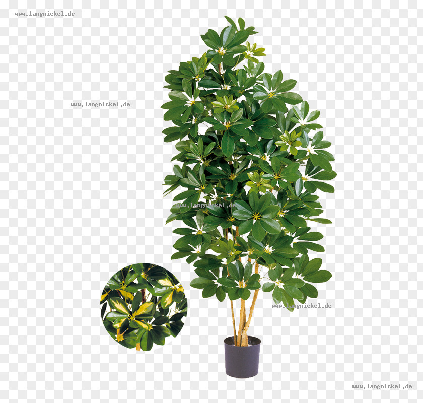 Tree Dwarf Umbrella Schefflera Actinophylla Green Flowerpot PNG
